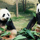 Illustration for article titled National Zoo Announces Giant Pandas To Divorce